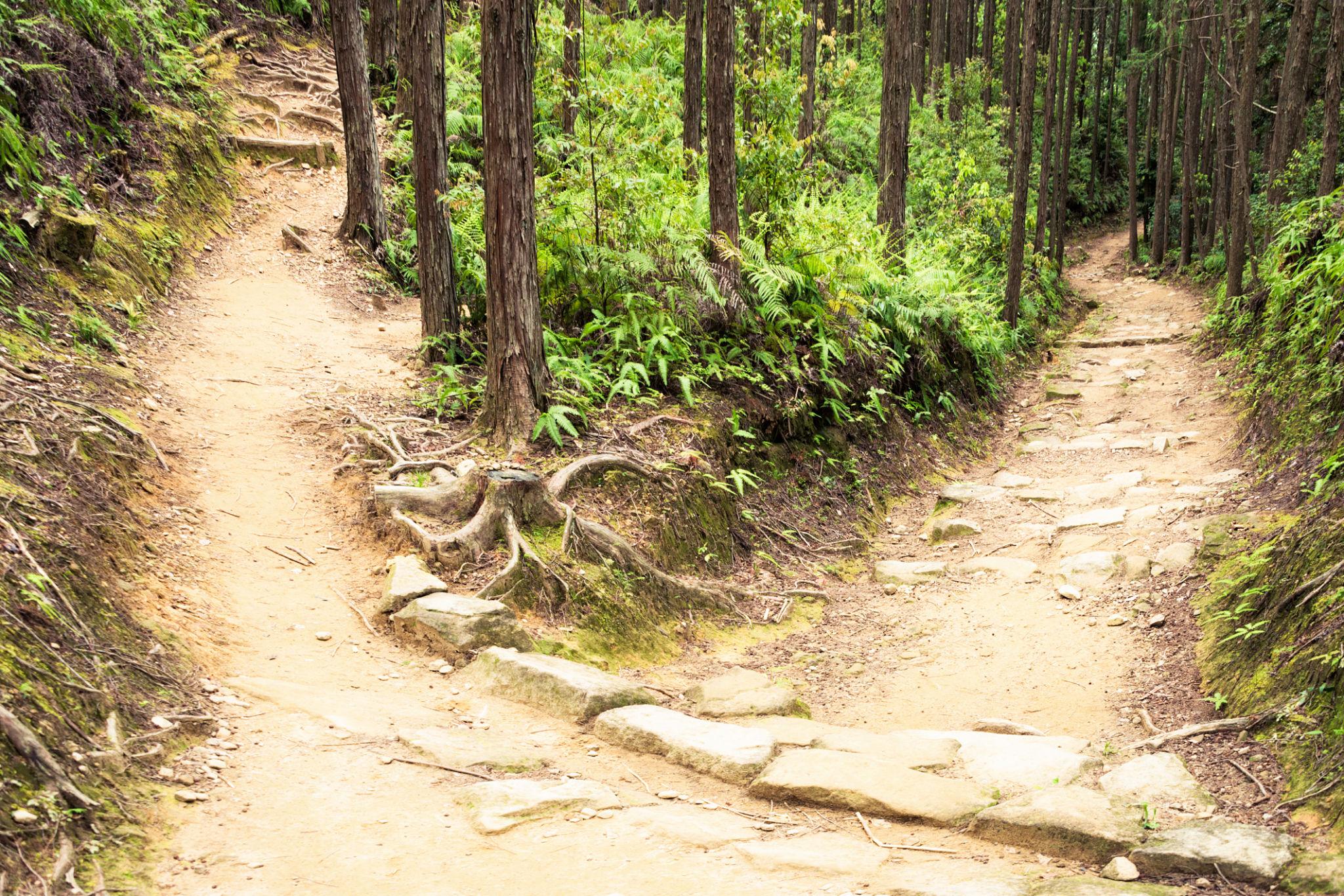 Chemin qui se divise en plusieurs directions en forêt, symbolisant un choix d’orientation
